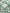 A close-up of the INIMIGO ISH3525 PALM SHIRT GREEN, featuring a green fabric with a symmetrical white pattern, reminiscent of a tropical print shirt.